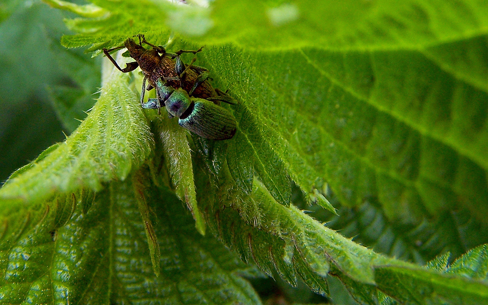 Copyright by Andrzej Konstantynowicz April 2011 beetle