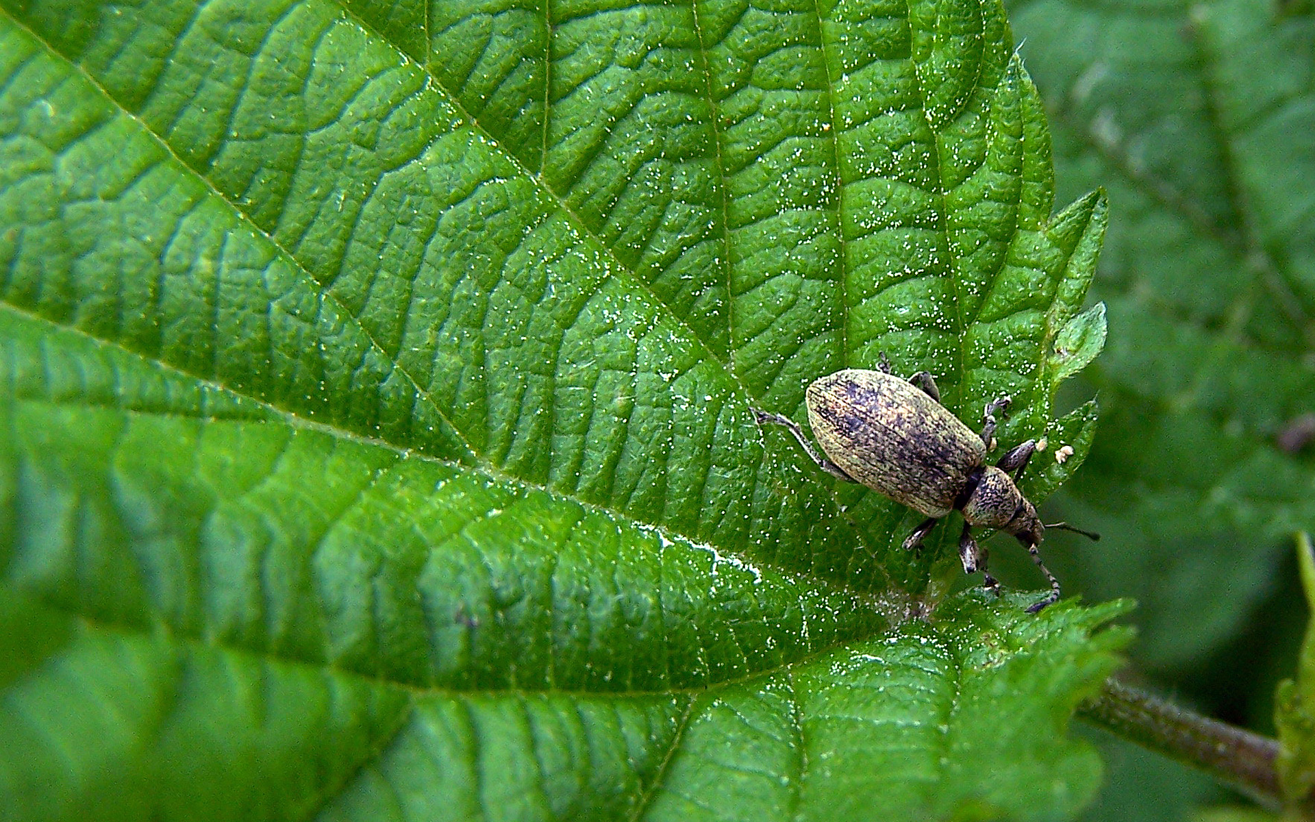 Copyright by Andrzej Konstantynowicz April 2011 beetle