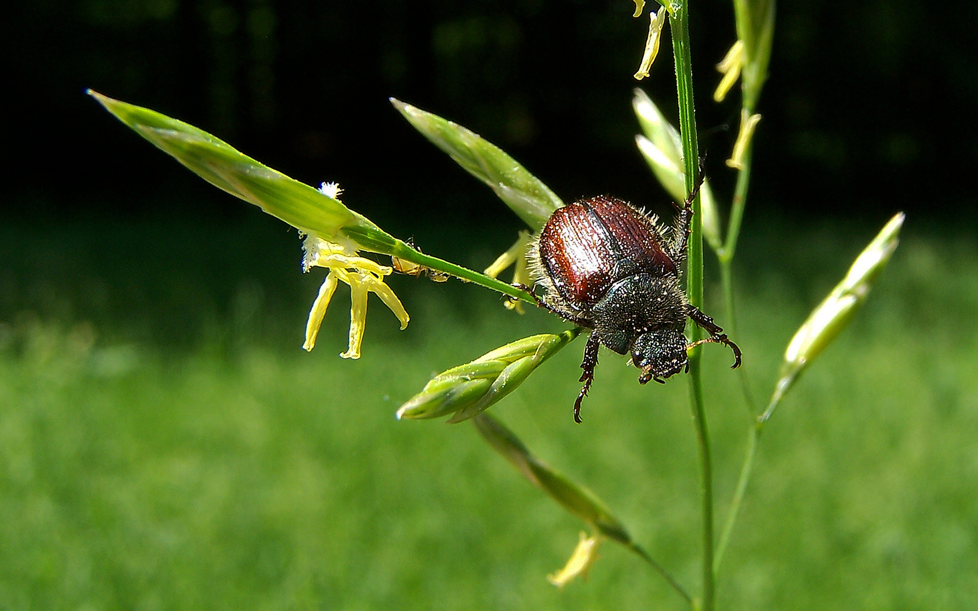 Copyright by Andrzej Konstantynowicz April 2011 beetle