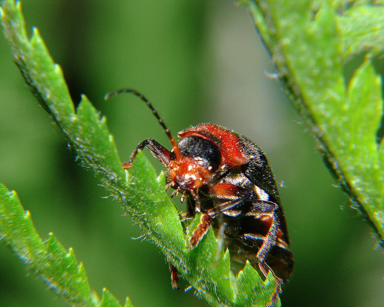 Copyright by Andrzej Konstantynowicz April 2011 beetle