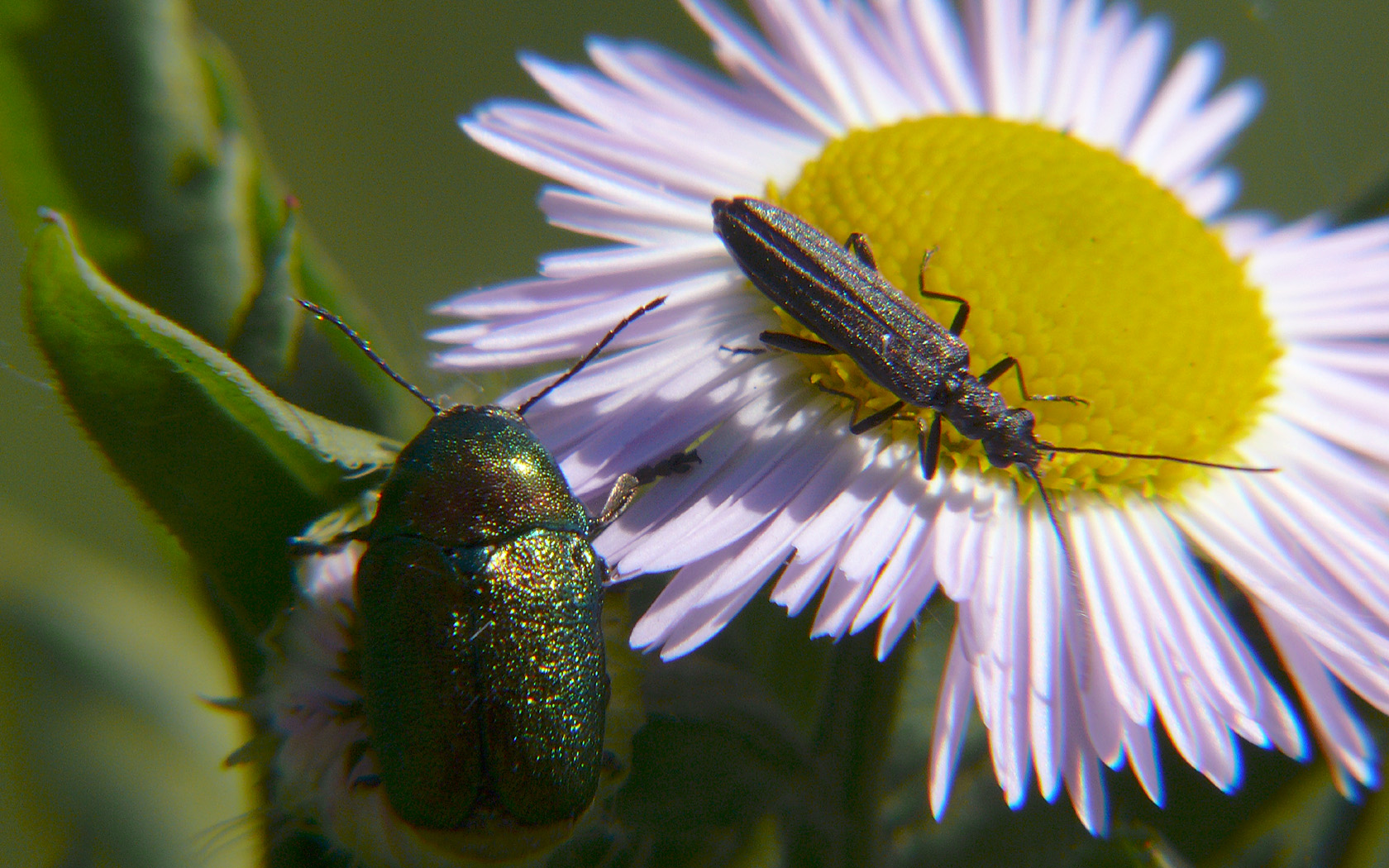 Copyright by Andrzej Konstantynowicz April 2011 beetle