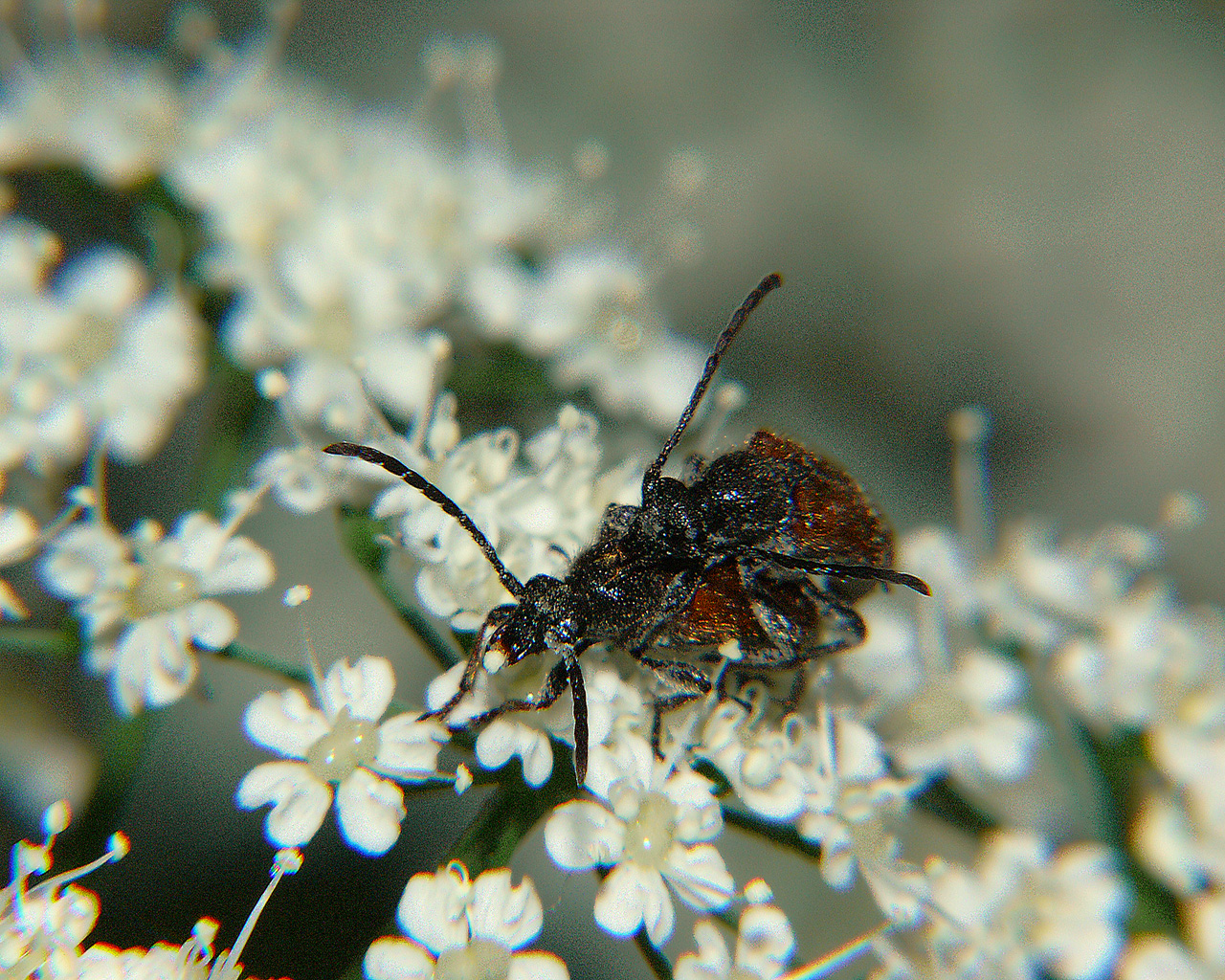 Copyright by Andrzej Konstantynowicz April 2011 beetle