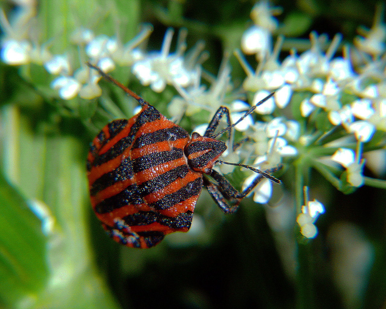 Copyright by Andrzej Konstantynowicz April 2011 beetle