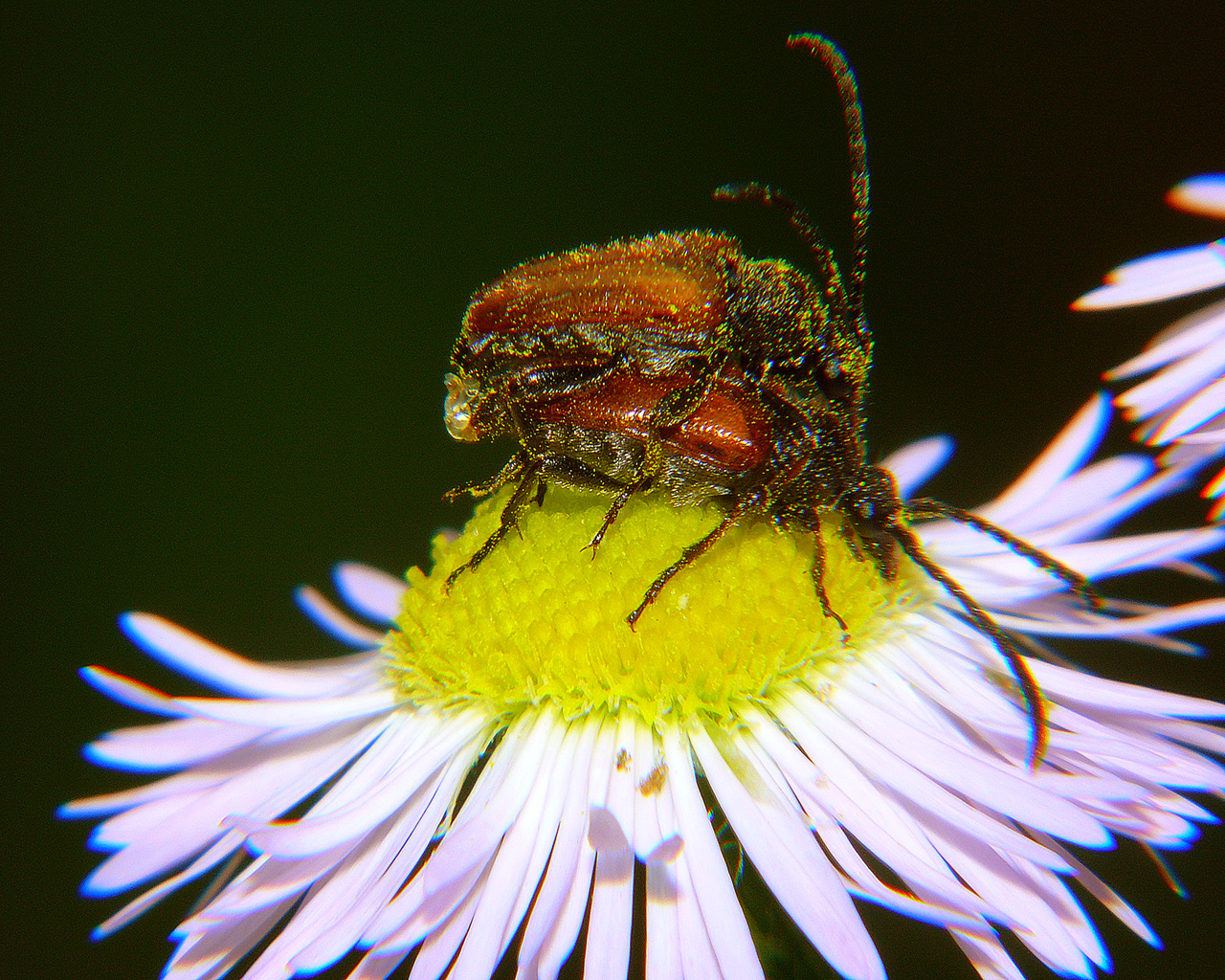 Copyright by Andrzej Konstantynowicz April 2011 beetle