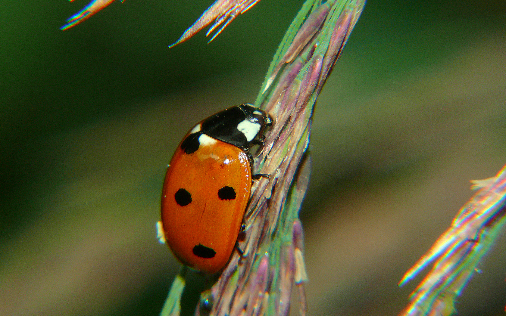 Copyright by Andrzej Konstantynowicz April 2011 beetle