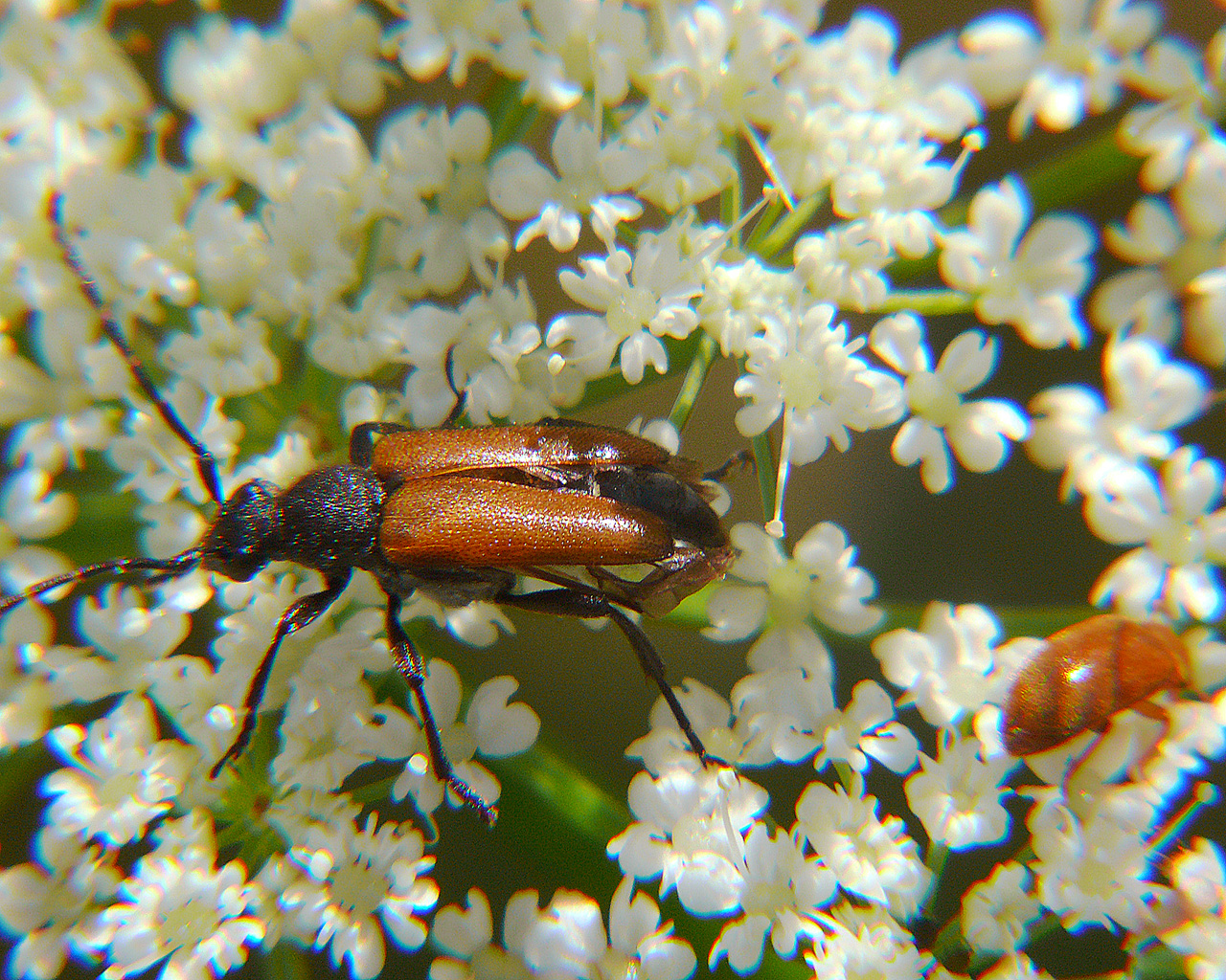 Copyright by Andrzej Konstantynowicz April 2011 beetle