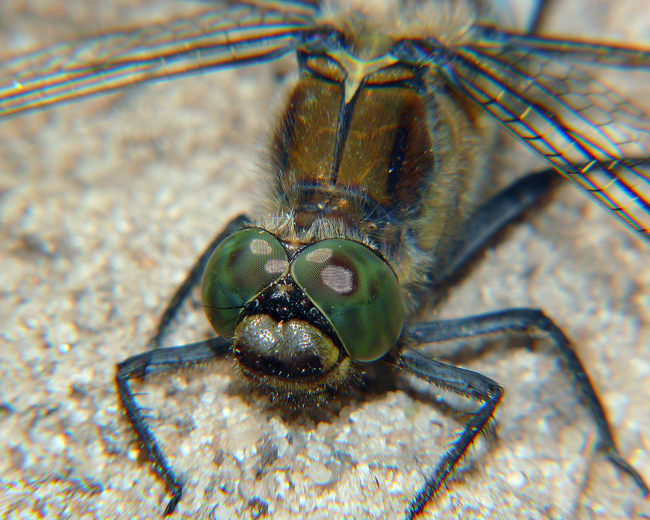 Copyright by Andrzej Konstantynowicz April 2011 beetle
