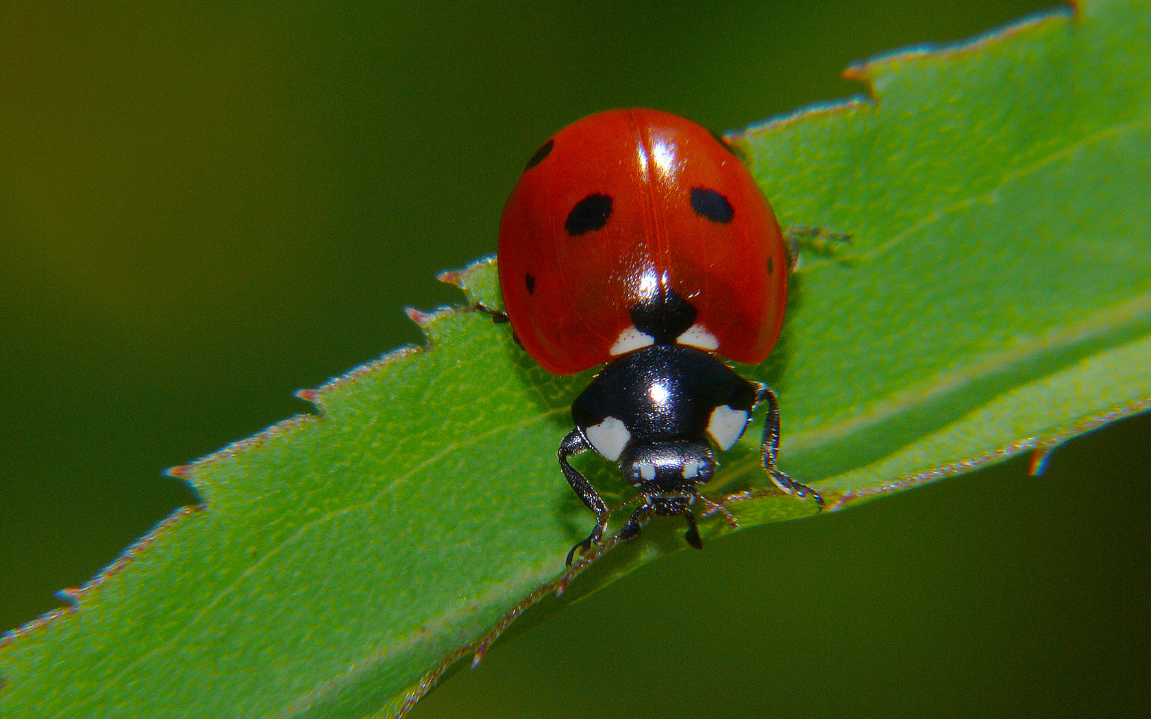 Copyright by Andrzej Konstantynowicz April 2011 beetle