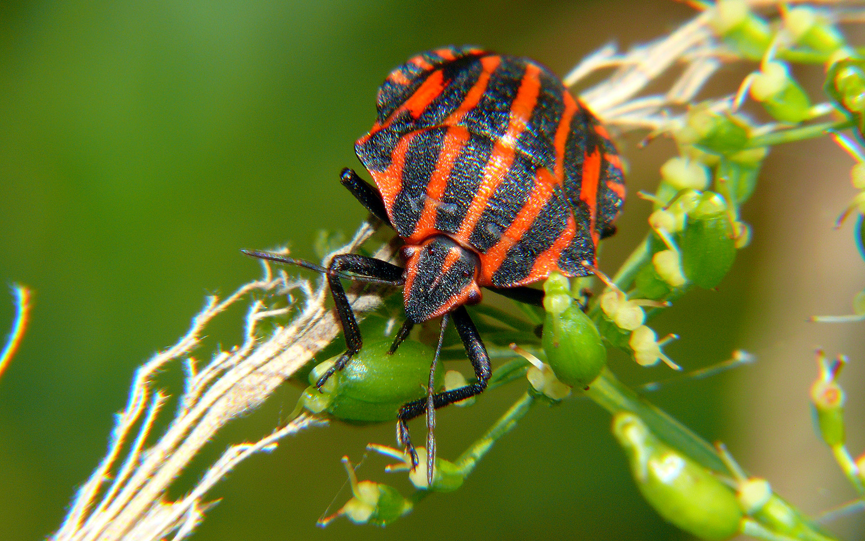 Copyright by Andrzej Konstantynowicz April 2011 beetle