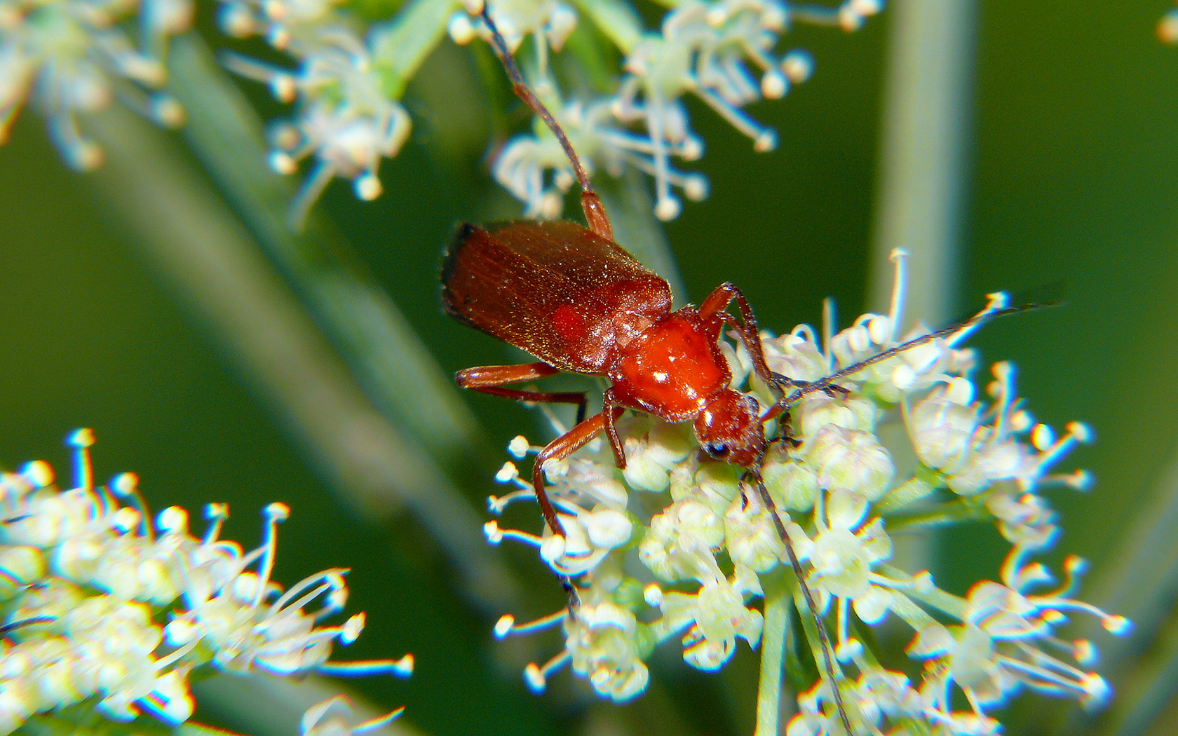 Copyright by Andrzej Konstantynowicz April 2011 beetle