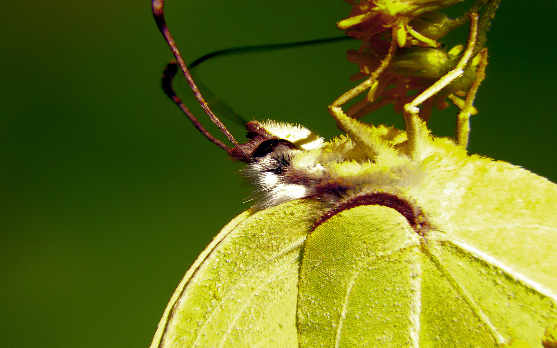 Copyright by Andrzej Konstantynowicz April 2011 beetle